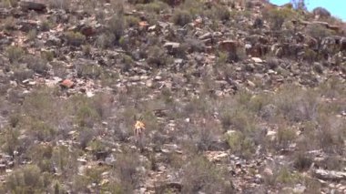 Springbok antilobu Güney Afrika 'nın kuru çöl bölgesinde yürüyor.