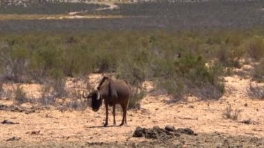 Antiloplar safari yapar Güney Afrika safarisi kuru ve çorak çöl bölgesi hayvanı 4k