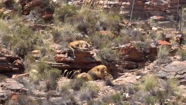 Grupo Leones Orgullo Leones Descansando Sobre Piedra Parque Conservación Sudáfrica — Vídeos de Stock