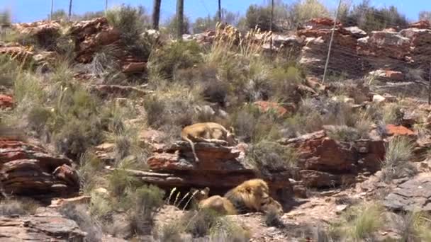 Grupo Leones Orgullo Leones Descansando Sobre Piedra Parque Conservación Sudáfrica — Vídeos de Stock