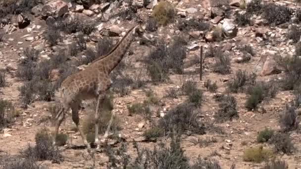 Small Giraffe Eating Leaf Dry Bush South Africa Desert Area — Stock Video