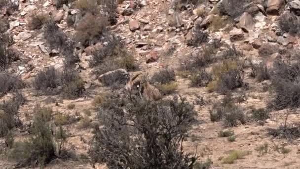 南アフリカの砂漠地域の乾燥した茂みから葉を食べる小さなキリン — ストック動画