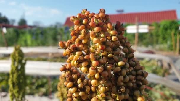 Close Quinao Rostlina Farma Super Zemědělství Potravin Ranním Slunci — Stock video