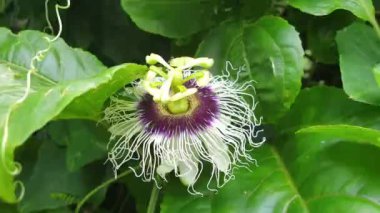 Passiflora çarkıfelek meyvesi çiçek açan güzel tropikal botanik