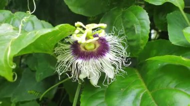 Passiflora çarkıfelek meyvesi çiçek açan güzel tropikal botanik