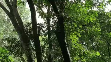 Ormanda uçan bir sürü vahşi kelebek var. Güzel sezon 4k