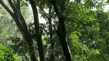 Ormanda uçan bir sürü vahşi kelebek var. Güzel sezon 4k