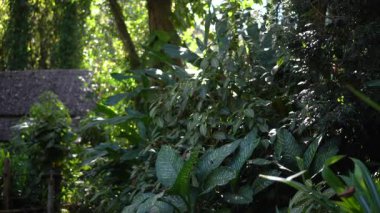 Güneydoğu Asya 'daki tropik orman atmosferi Tayland' da güzel bir tatil yeri.