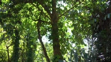 Güneydoğu Asya 'daki tropik orman atmosferi Tayland' da güzel bir tatil yeri.