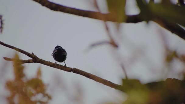 Красивая Крошечная Птичка Танцует Ветке Манго — стоковое видео