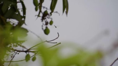 Sarı siyah yusufçuk yaprakları yakalar ve hareket eder.