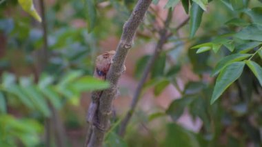 A brown and black dotted spotted indian lizard is roaming around in dark rain forest in asia
