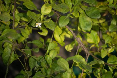 Kahverengi ve siyah benekli bir kızılderili kertenkelesi bizi Asya 'nın karanlık yağmur ormanlarında gezdiriyor.