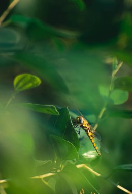 Sarı siyah yusufçuk yaprakları yakalar ve hareket eder.