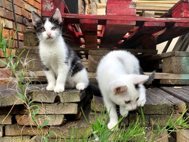Küçük kediler kırsalda oynarlar. Doğadaki bir kedinin portresi