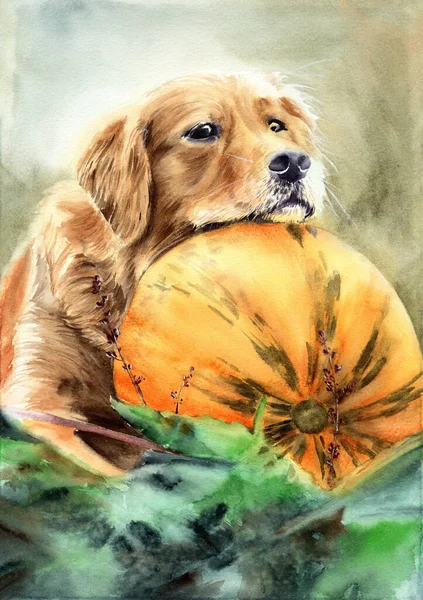 Watercolor illustration of a funny golden retriever dog lying with its head on a large orange pumpkin