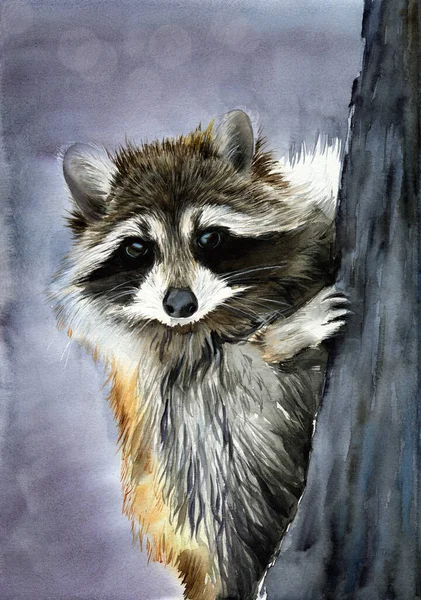 Watercolor Illustration Funny Fluffy Raccoon Peeking Out Tree Trunk — Fotografia de Stock
