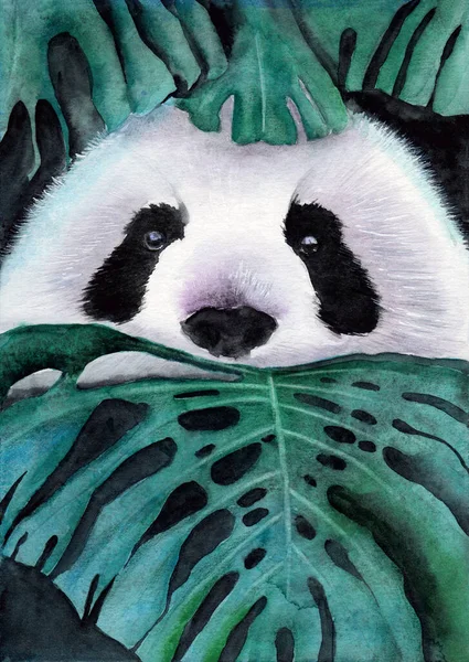 Watercolor illustration of a cute white and black panda peeking out from green tropical monstera leaves