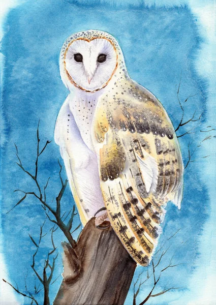 Watercolor Illustration Barn Owl Spotted Feathers Sitting Tree Stump Blue — Stockfoto