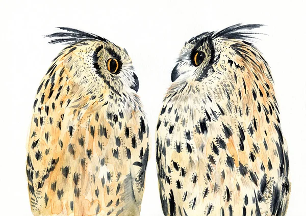 Watercolor illustration of two cute owls with spotted fawn-black feathers and orange eyes looking at each other