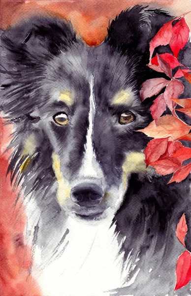 Watercolor Illustration Cute Black Border Collie Dog Red Orange Autumn — Foto de Stock