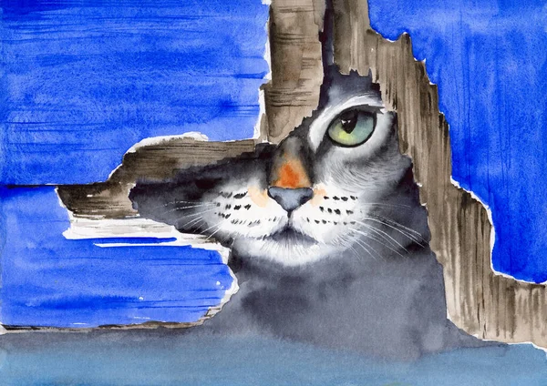 Watercolor Illustration Cute Gray Cat Green Eye Peeking Out Blue — Foto de Stock