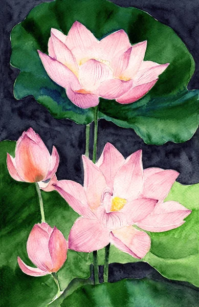 Watercolor illustration of four pale pink lotuses with green leaves on a black and blue background