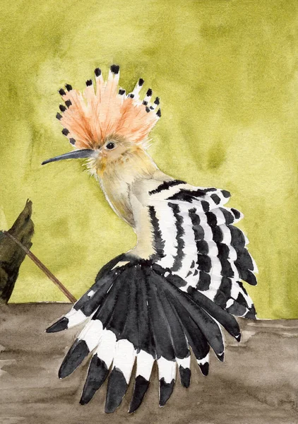 Watercolor Illustration Hoopoe Bird Variegated White Black Spread Wings Crest — Stockfoto
