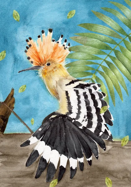 Watercolor Illustration Hoopoe Bird Variegated White Black Spread Wings Crest — Foto de Stock