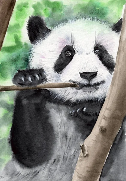 Watercolor Illustration Fluffy Cute White Black Panda Gnawing Bamboo Branch — Foto de Stock
