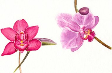 İki parlak pembe orkidenin suluboya resmi