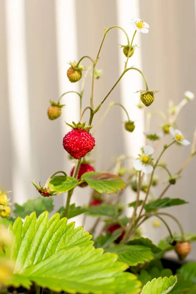 Organic ripe red berries and flowers of wild alpine strawberry plant growing in a pot in the urban garden on a sunny summer spring day..