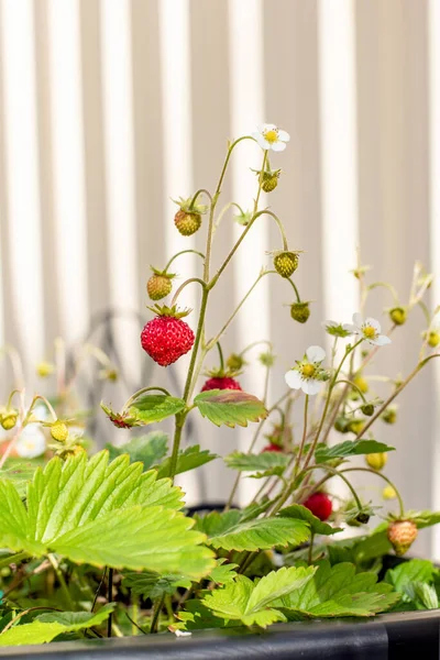 Organic ripe red berries and flowers of wild alpine strawberry plant growing in a pot in the urban garden on a sunny summer spring day..