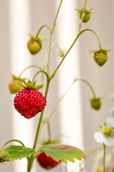 Bagas Vermelhas Maduras Orgânicas Flores Morango Alpino Selvagem Crescendo Pote — Fotografia de Stock