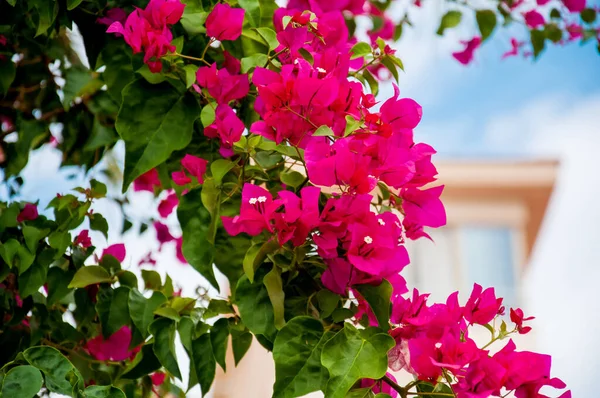 Hermosas Flores Mediterráneas Bougainvillea Rosa Una Calle Primavera Verano Vacaciones — Foto de Stock