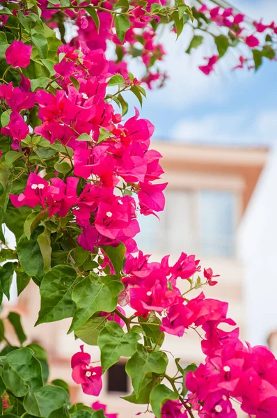 Belas Flores Mediterranean Bougainvillea Rosa Uma Rua Primavera Verão Férias — Fotografia de Stock