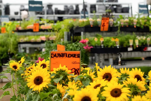 Floarea Soarelui Plantele Pepinieră Răsadurile Sunt Expuse Magazinul Depozite Grădinărit — Fotografie, imagine de stoc