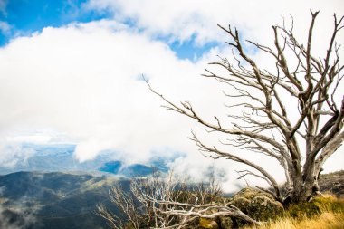Mount Buffalo Ulusal Parkı, Victoria. Avustralya. Avustralya Alpleri 'nin Horn piknik alanı manzarası. Dağlar ve bulutlar manzara manzarası