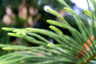 Seçici odak noktası bulanık Norfolk Adası çam yaprakları. Yeşil doğa tropik arkaplan