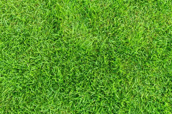Grönt Gräs Struktur Bakgrund Ovanifrån Royaltyfria Stockfoton