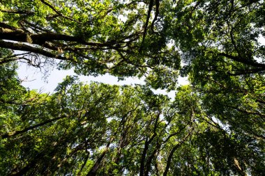 Düşük açı dağda yeşil yaprakları olan tropikal orman ağacına bakıyor..