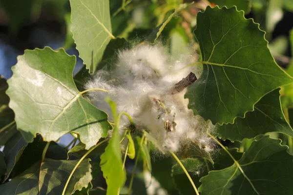 stock image Close up of Nebraska cottonwood tree leafs . High quality photo