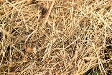 Kuru çimenler yakın görünüm desen kahverengi renk. Yüksek kalite fotoğraf