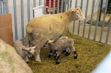 Grand Island Koyunlarında Nebraska Eyalet Fuarı 2022 'de. Yüksek kalite fotoğraf