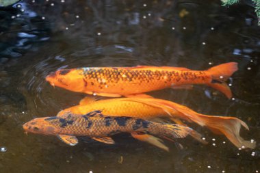 Botanik Bahçesi Wichita Kansas 'taki gölette koi balığı. Yüksek kalite fotoğraf