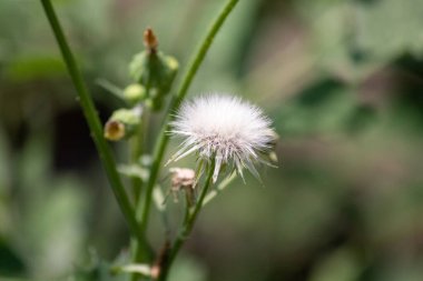 Nebraska 'da sarı çiçekli devedikeni otları ekin Sonchus oleraceus. Yüksek kalite fotoğraf