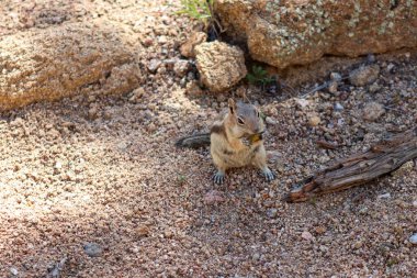 Vahşi dağlardaki sincap Estes Park Colorado 'da. Yüksek kalite fotoğraf