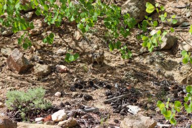 Vahşi dağlardaki sincap Estes Park Colorado 'da. Yüksek kalite fotoğraf