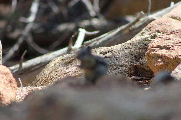 stock image Chipmunk in the wild mountains Estes Park Colorado . High quality photo