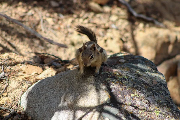 Streifenhörnchen Den Wilden Bergen Des Estes Park Colorado Hochwertiges Foto — Stockfoto